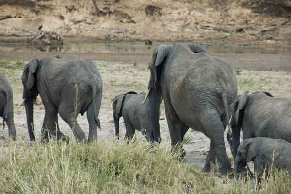 33 - Tanzania - Elefantes - parque nacional de Tarangire